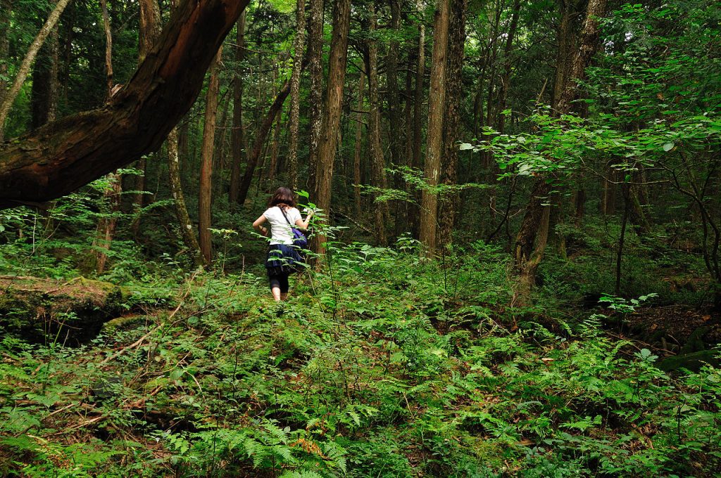 Aokigahara forest in Japan by ajari