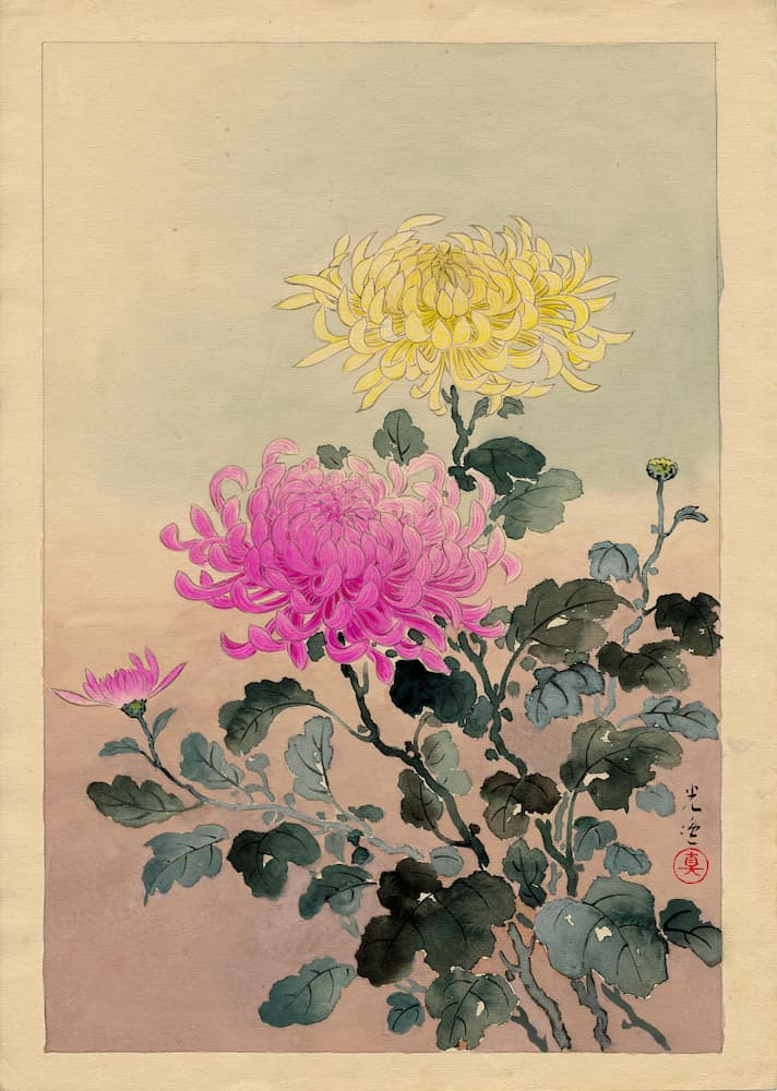 Koitsu Tsuchiya - Chrysanthemum