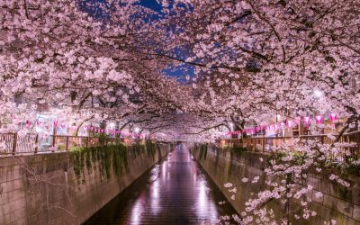 The Significance of Sakura in Japanese Art