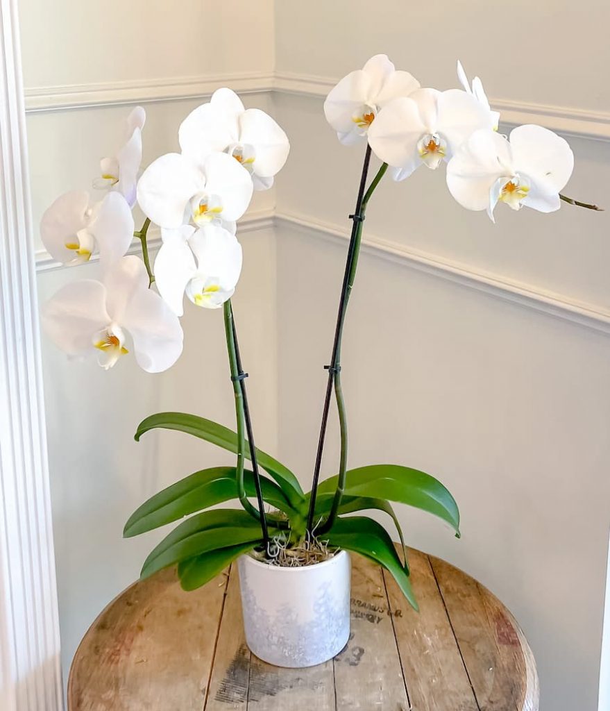 moth orchid - PHALAENOPSIS