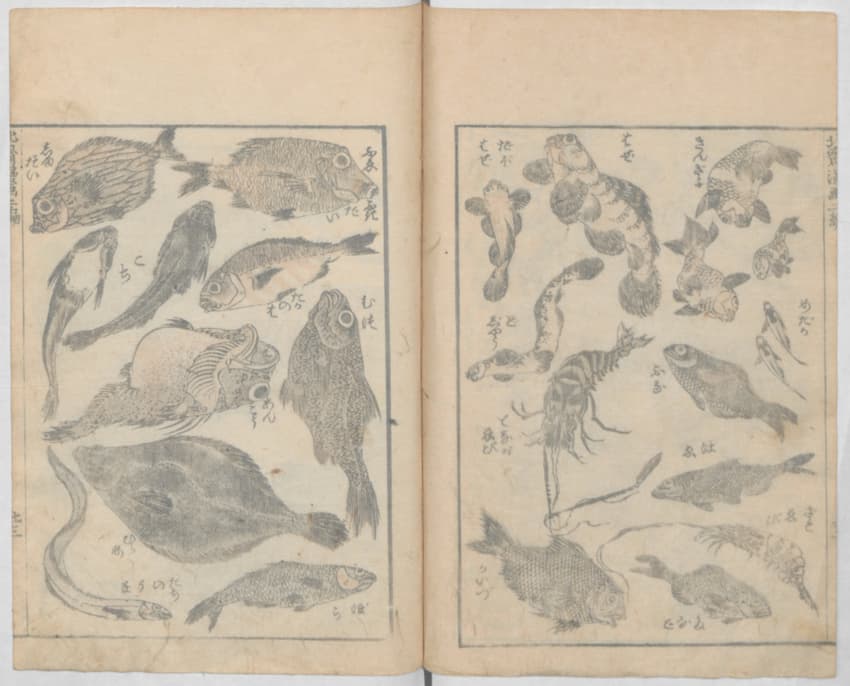 Hokusai Manga: Marine life illustrations